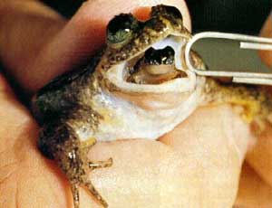 Frog giving birth through mouth
