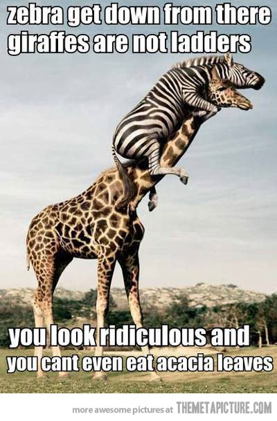 zebra climbing giraffe